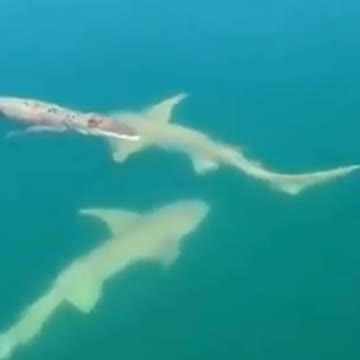 Alligator swimming with sharks