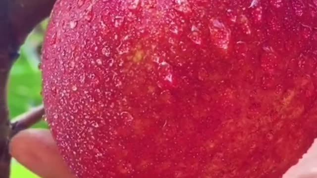 Fruits Video Farm Fresh Ninja Fruit Cutting Satisfying Fruit | Amazing Fruits Video #fruits #short