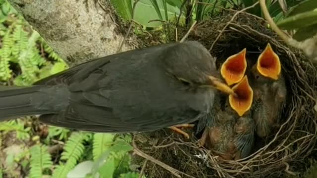 Cute Baby Birds ❤️🐦🪶