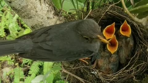 Cute Baby Birds ❤️🐦🪶