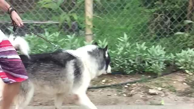 Husky walks like a boss