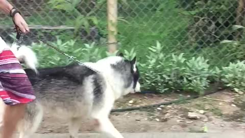Husky walks like a boss