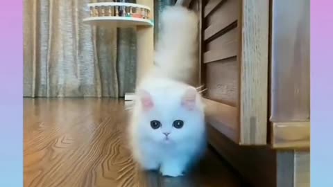 White cute cat 😻 funny moment 😄