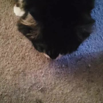 Fat Cat eating bits of a biscuit