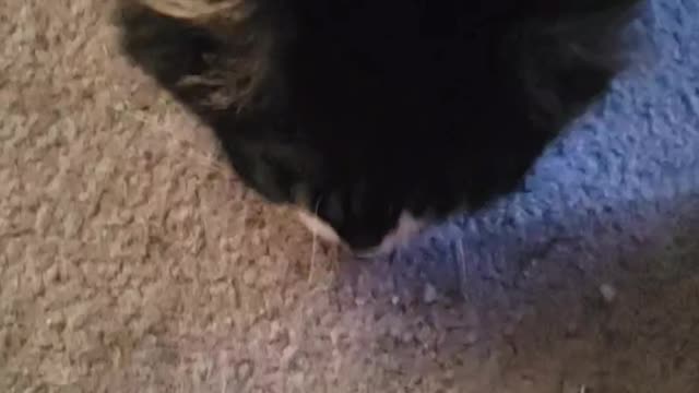 Fat Cat eating bits of a biscuit