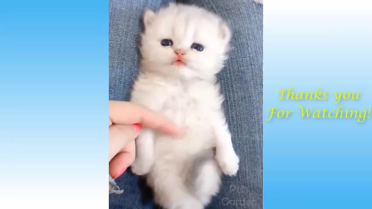 Compilation pets animals