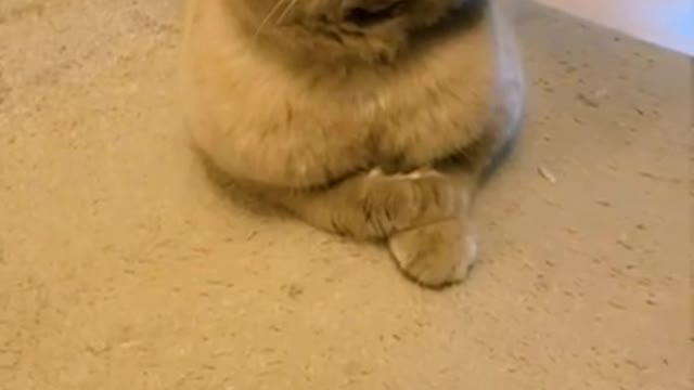 Cat's face after using the filter It's really cute