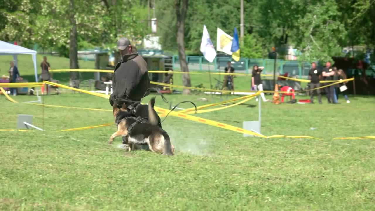 Kyiv,Ukraine. Trainer is releasing hounds to catch a man. Trainer is releasing dogs to bite a man