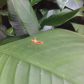 20.4.2024 Random Kuranda