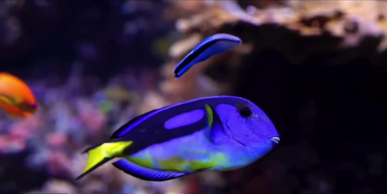 Colorful fish