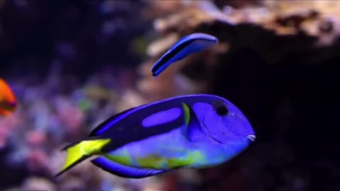 Colorful fish