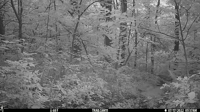 Buck tall on alert