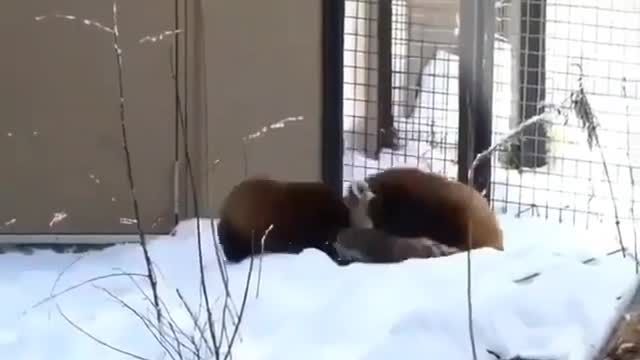 RED PANDAS are the BEST!