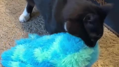 Cat brings the monster