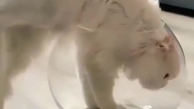 New white baby cat funny video