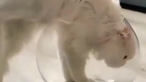 New white baby cat funny video