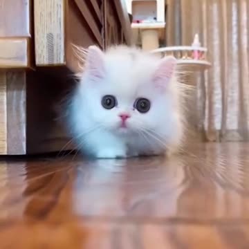 Beautiful cats are running cute cat