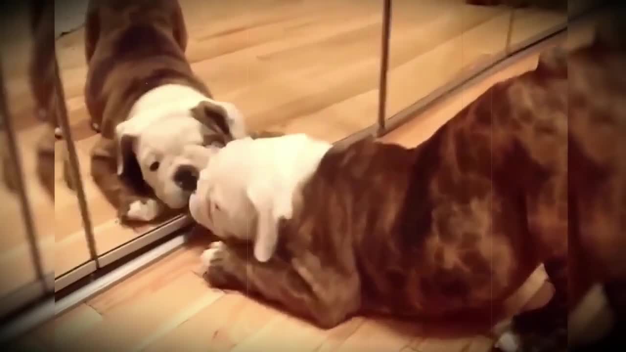 CUTE AND FUNNY DOGS REACTING THE AMAZING MIRROR