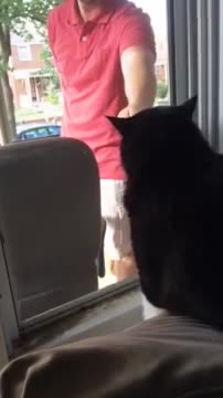 Kitty Realizes He’ll Share The House With A Puppy Dad Just Adopted, Has A Total Meltdown