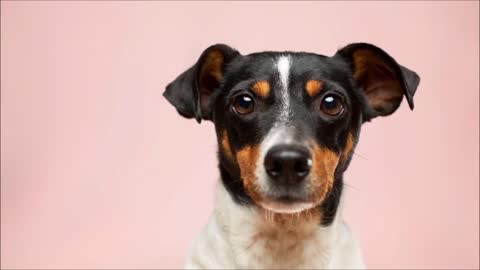 Single Dog Woof Sound # Free Sound Effects # Animal Sounds