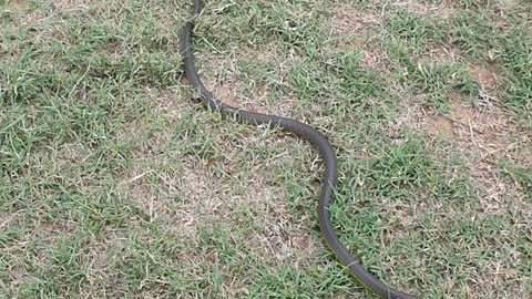 Chasing a Tree Snake