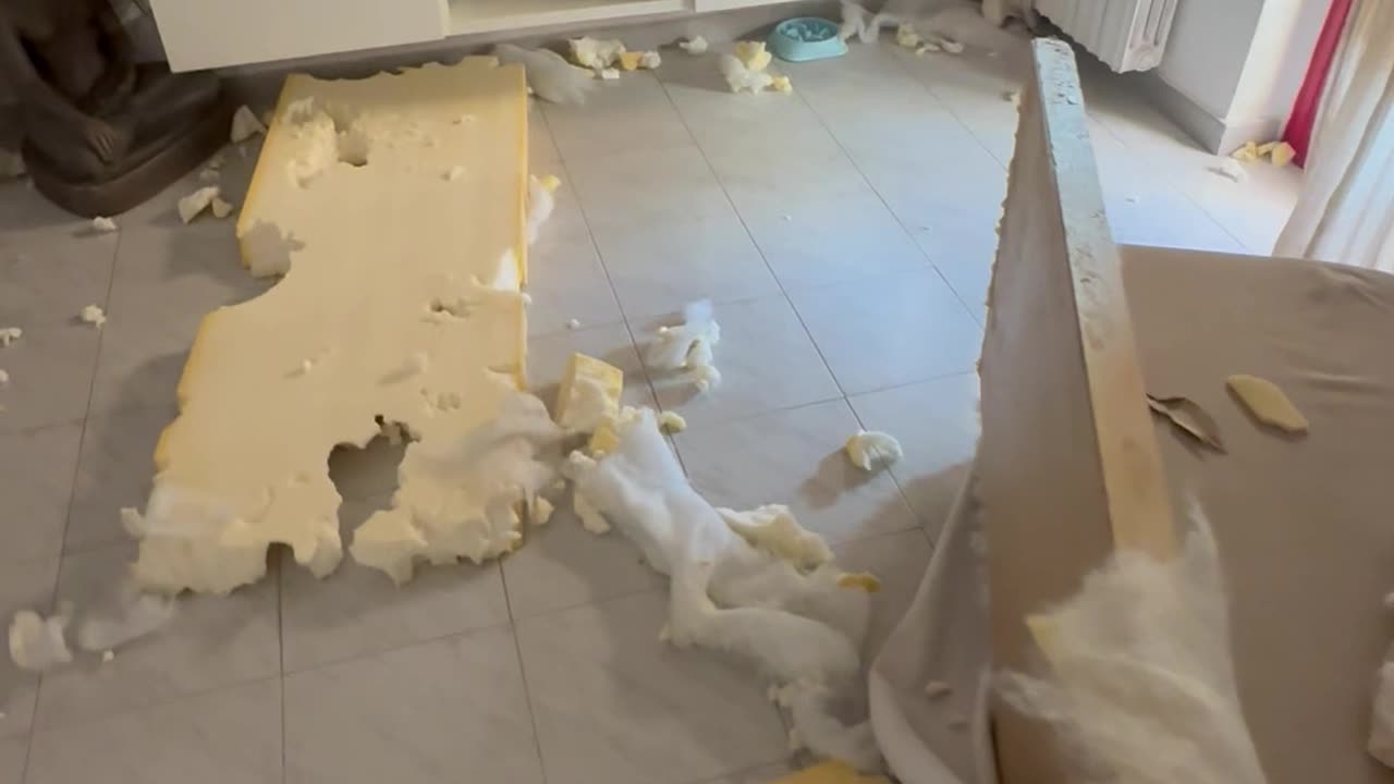 Naughty Labrador Makes a Huge Mess