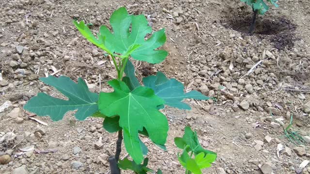 無花果苗 (fig trees)