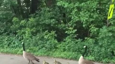 A duck tramples on her baby without knowing it