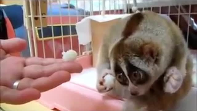 cute little lemur