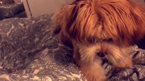 Small brown dog trying to dig hole on bed sheet blanket