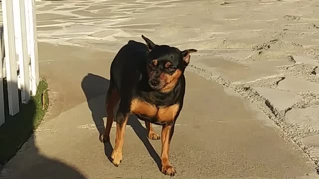 See how the dog is exercising