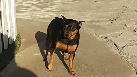 See how the dog is exercising