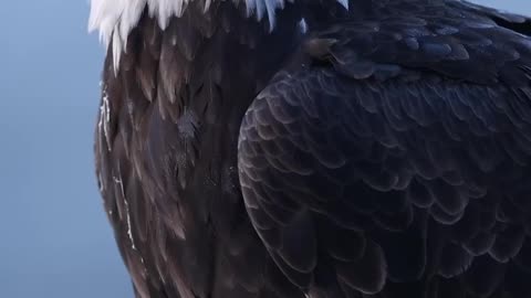 Amazing eagle