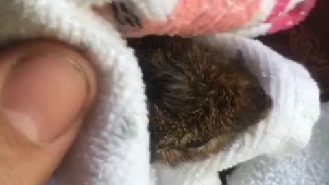 Guy saves chipmunk from toilet bowl