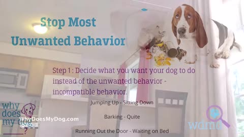 Dog behavior