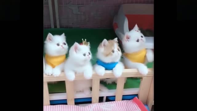 Funny animals [] Try not to laugh compilation 43