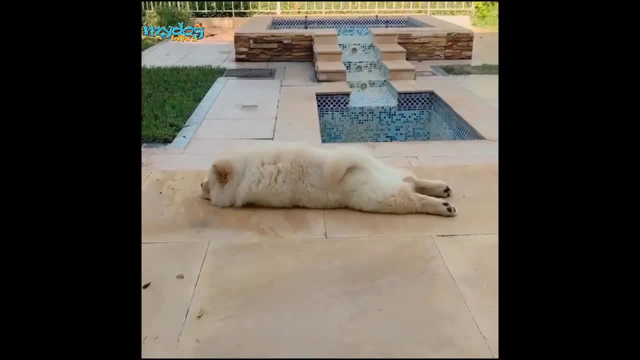 The sweetest funniest dog-poolside sport