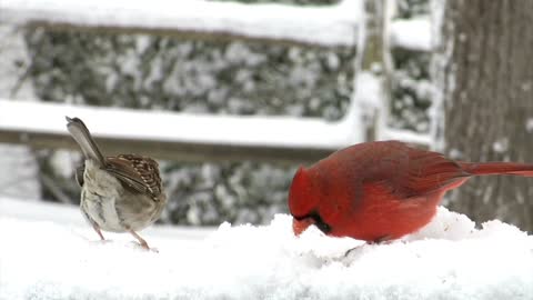 Nature and bird's video