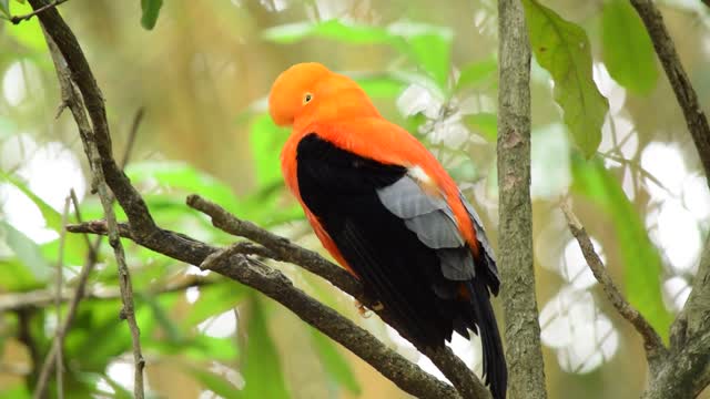 A Black And Orange Finch Perched On A Tree