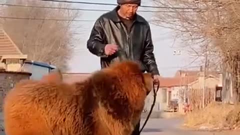 Cute and Funny Dog Baby Dogs Videos Puppy Dogs Compilation