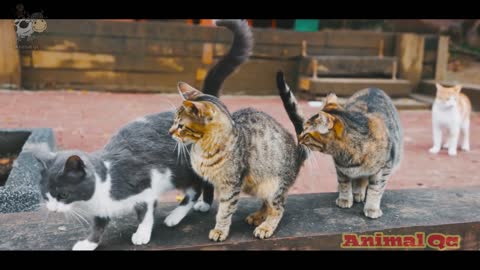 smoke cats