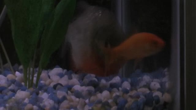 My Pet Piranha