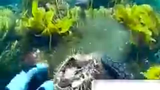 How to feed a fish when scuba diving