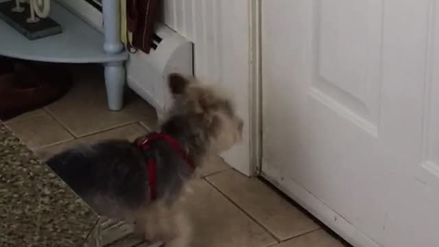 Brown dog waiting and barking by door