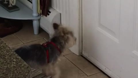 Brown dog waiting and barking by door