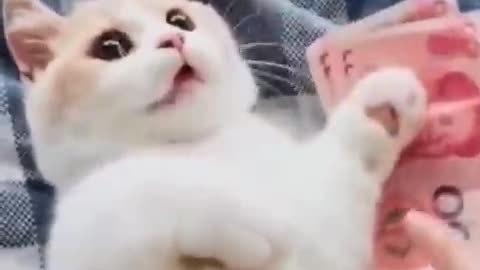 Funny dog cat