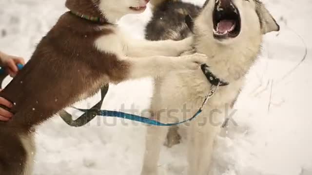 Husky Dog Playing