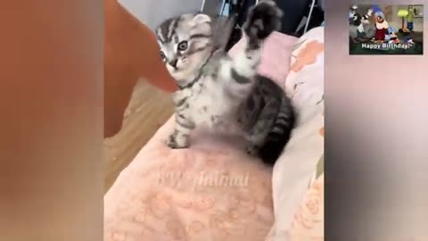 Funny animal videos that will make your day