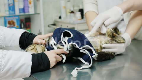 The Doctor Examines The Cat After The Operation Animal Care In The Clinic