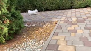 Meeting a puppy with 3 cats.